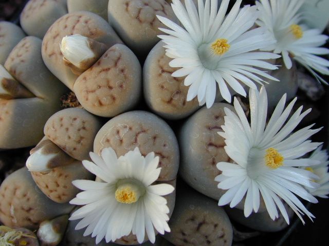 Lithops karasmontana — chalky cream body with rust-red brain-like window furrows