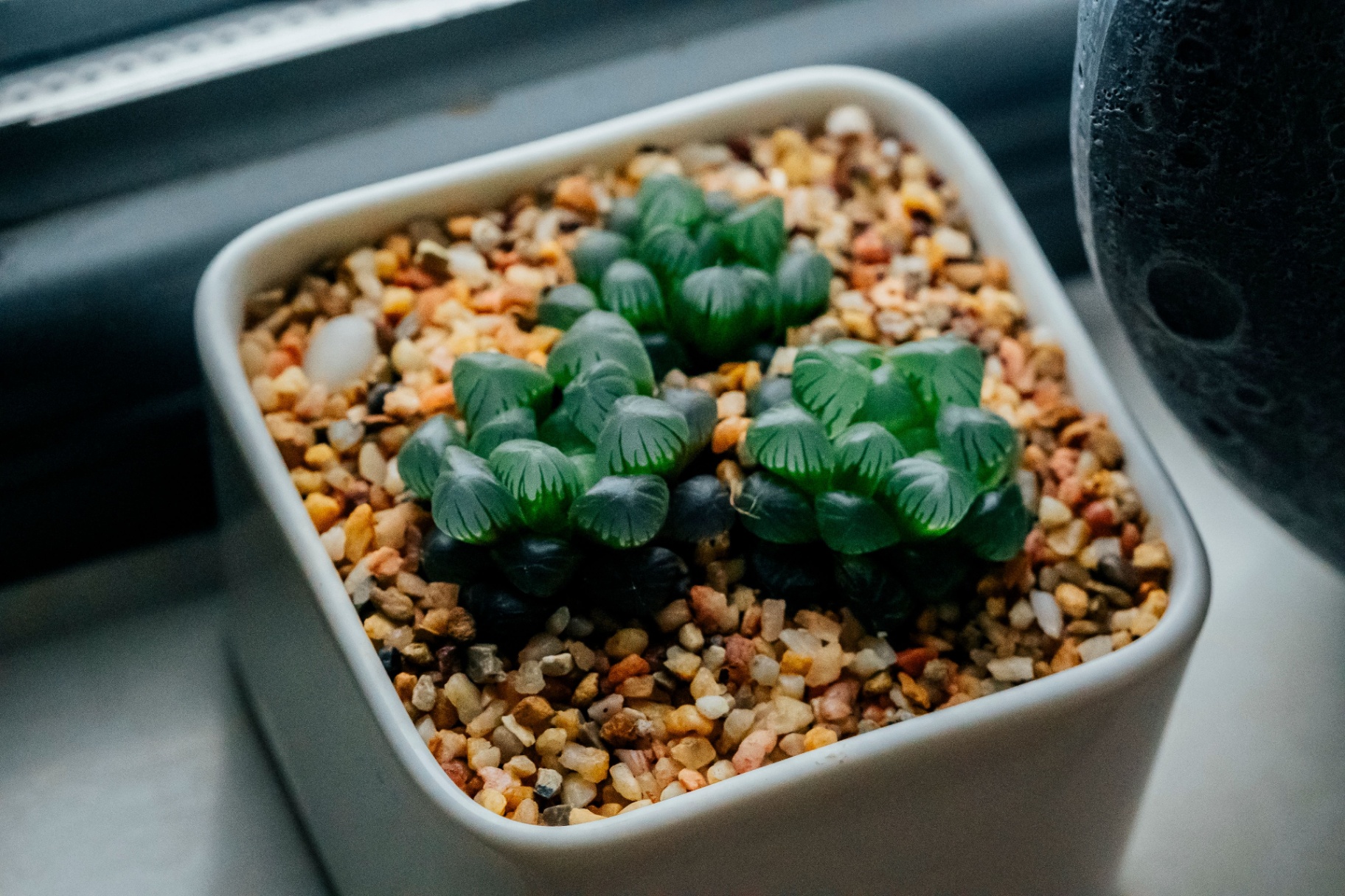 Top-down view of Lithops marmorata showing the marbled translucent window