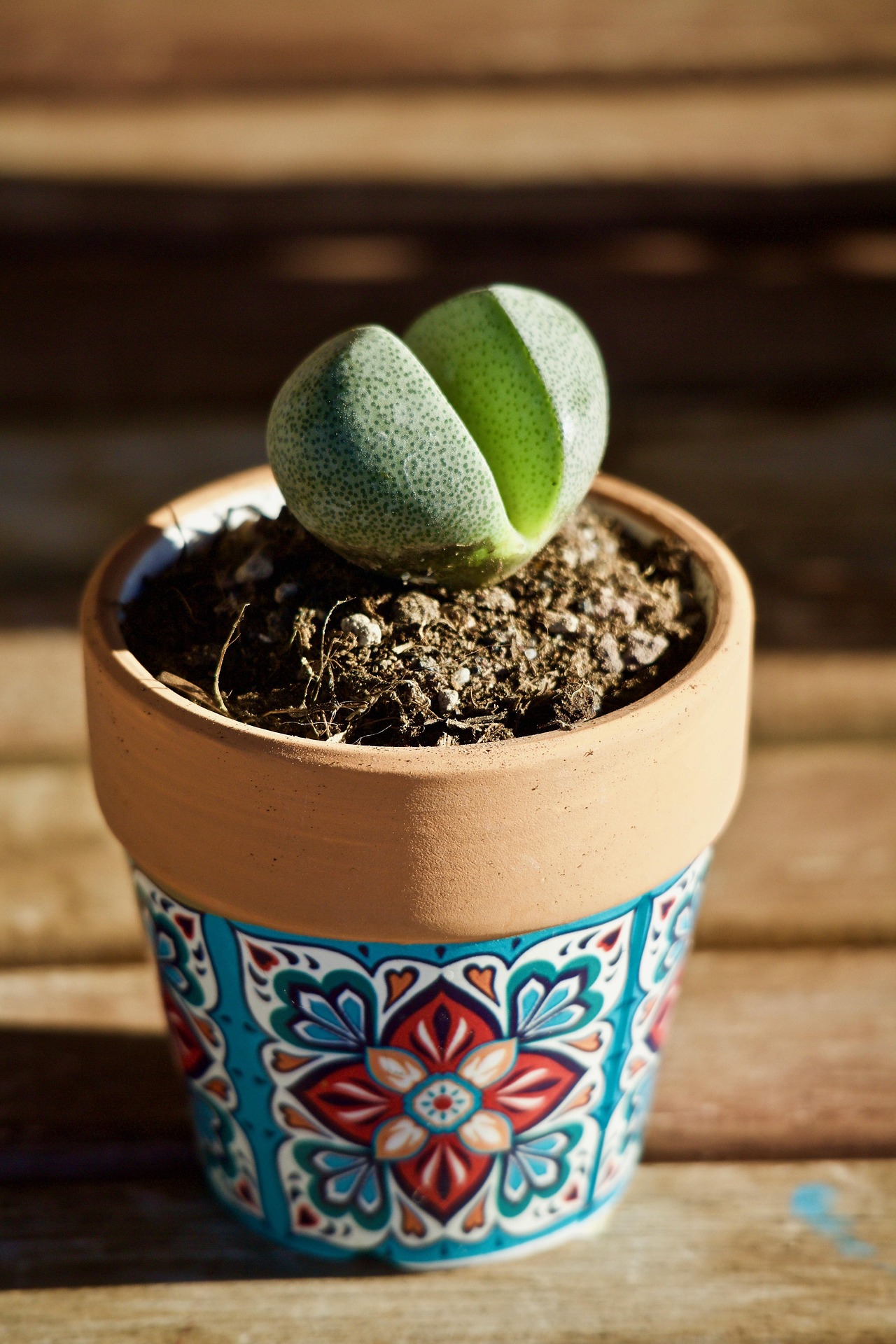Compact clump of Lithops terricolor — useful reference next to its lookalikes